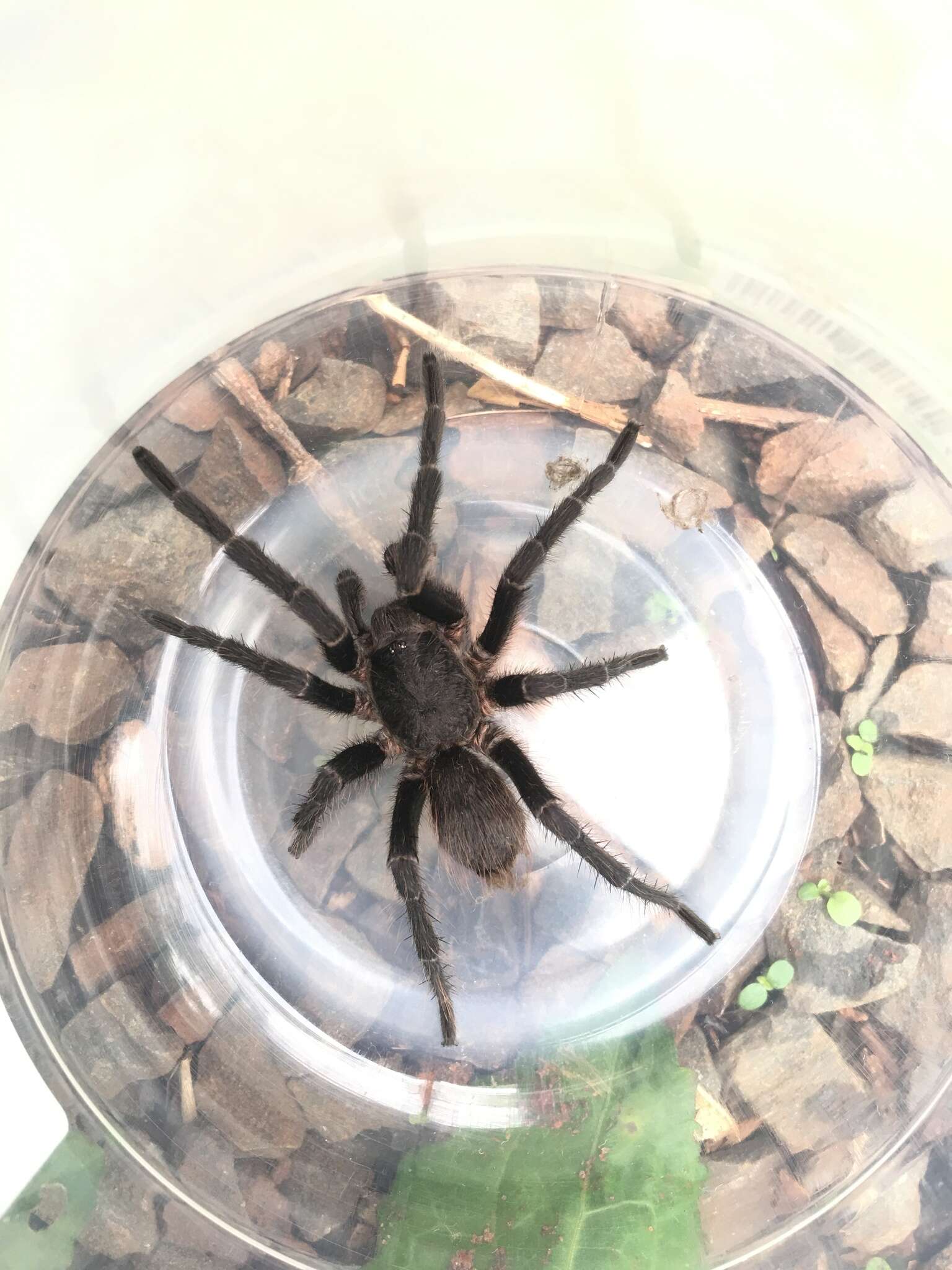 Image of Brazilian Brown Birdeater