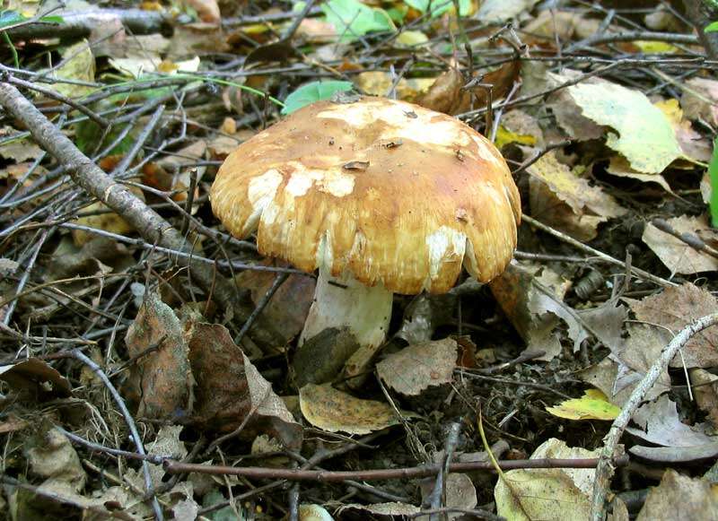 Image of Stinking Russula