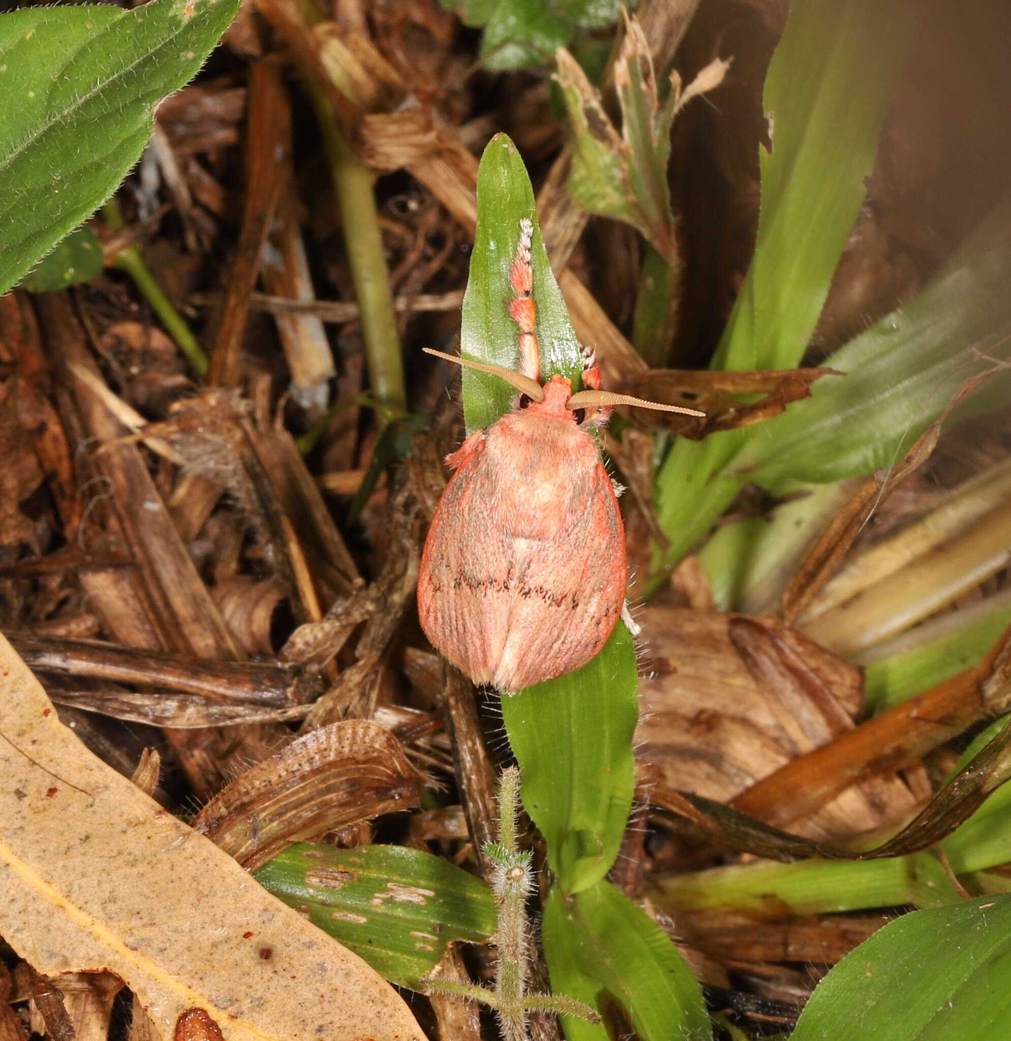 Image of Comana cosmocalla Lower 1902