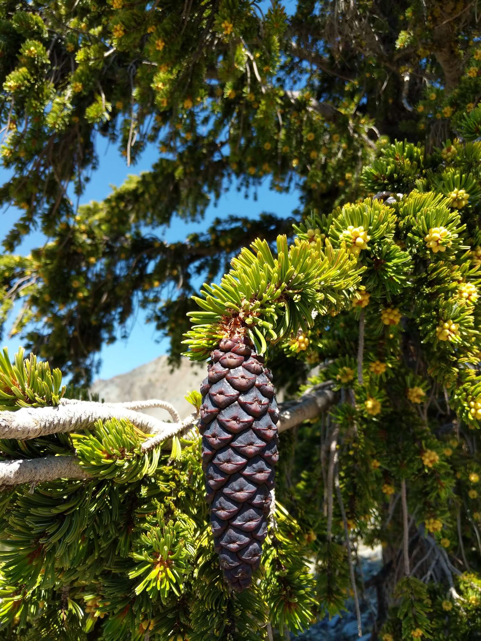 Image of foxtail pine