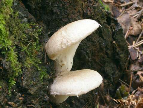 Image of Pleurotus dryinus (Pers.) P. Kumm. 1871