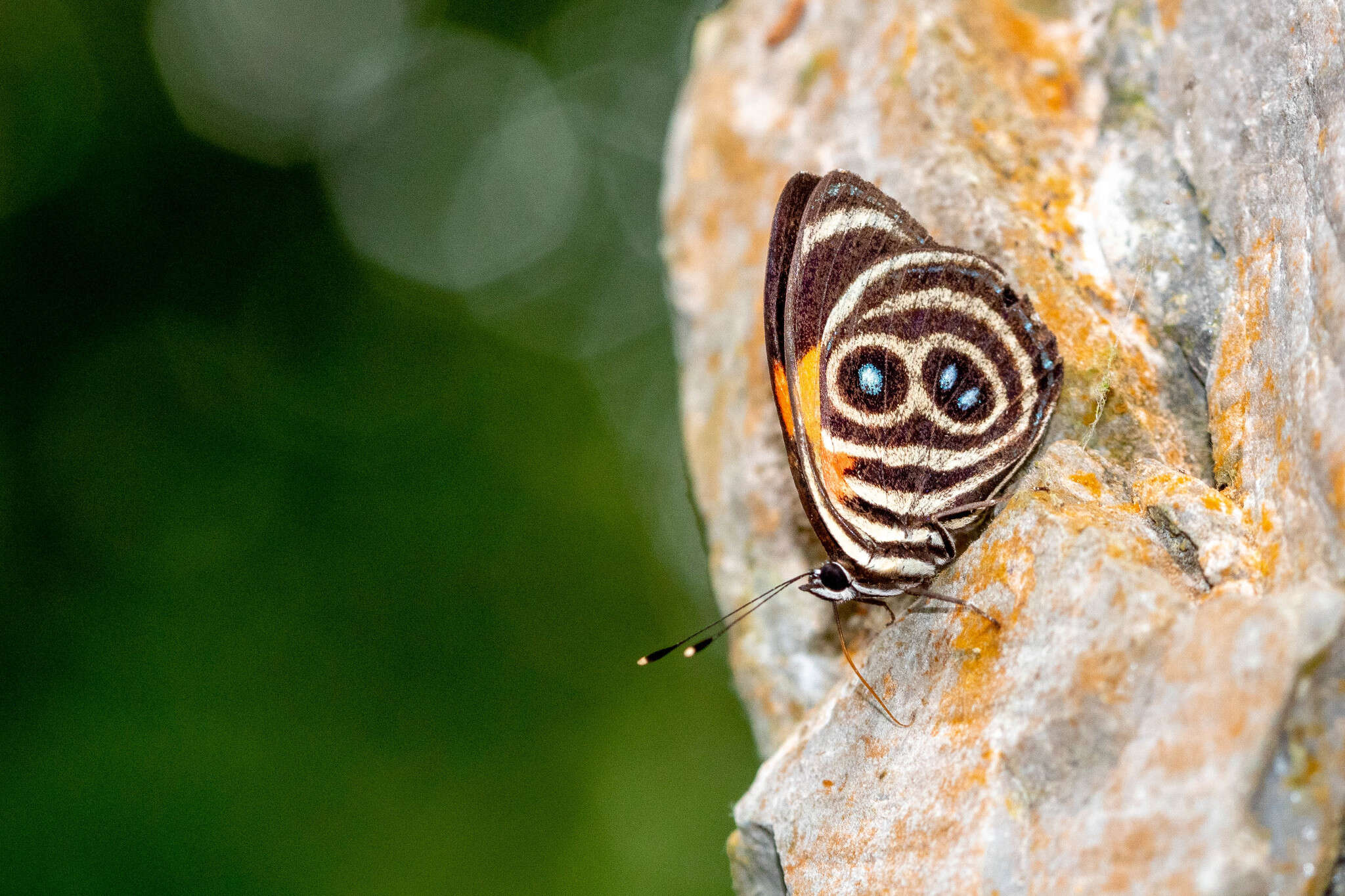 Image of Catagramma tolima Hewitson 1852