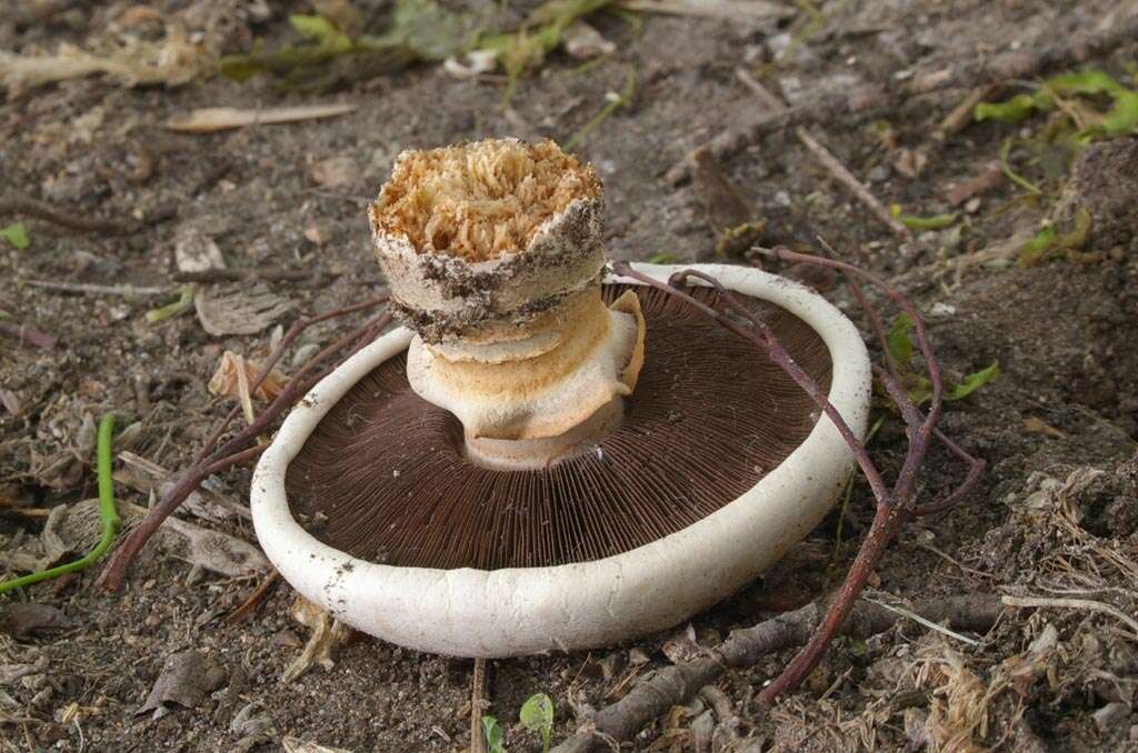 Imagem de Agaricus bitorquis (Quél.) Sacc. 1887