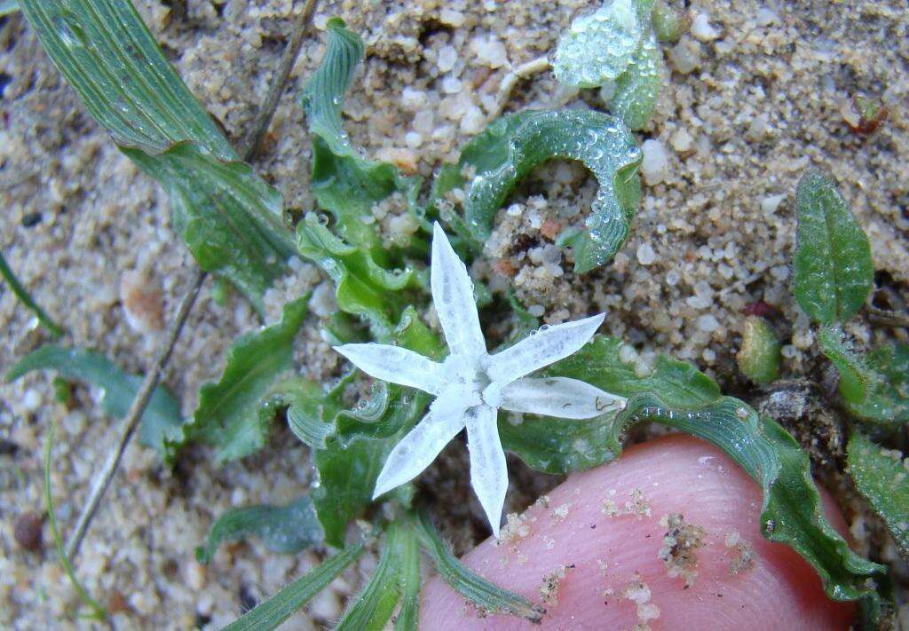 Image of Lapeirousia plicata subsp. plicata