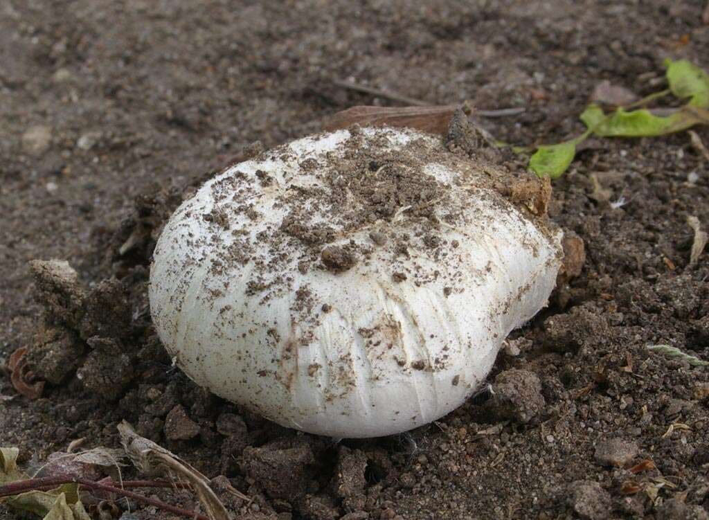 Imagem de Agaricus bitorquis (Quél.) Sacc. 1887