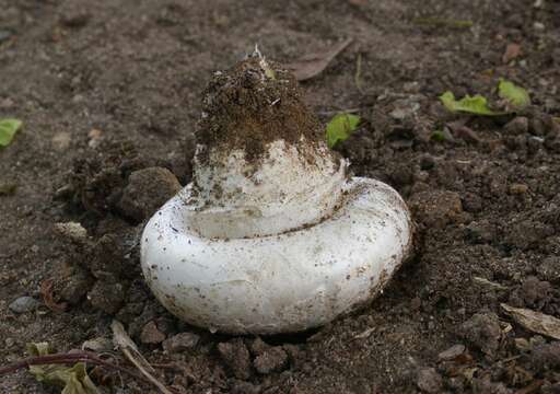 Imagem de Agaricus bitorquis (Quél.) Sacc. 1887