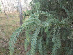 Image of Acacia vestita Ker Gawl.