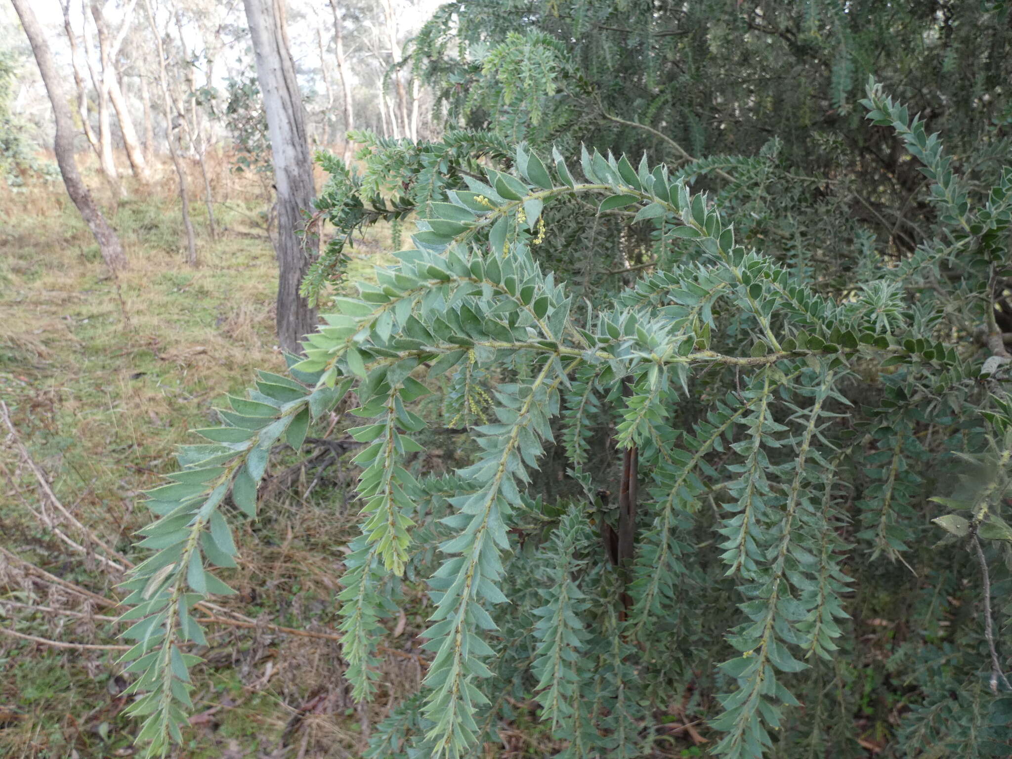 Image of Acacia vestita Ker Gawl.