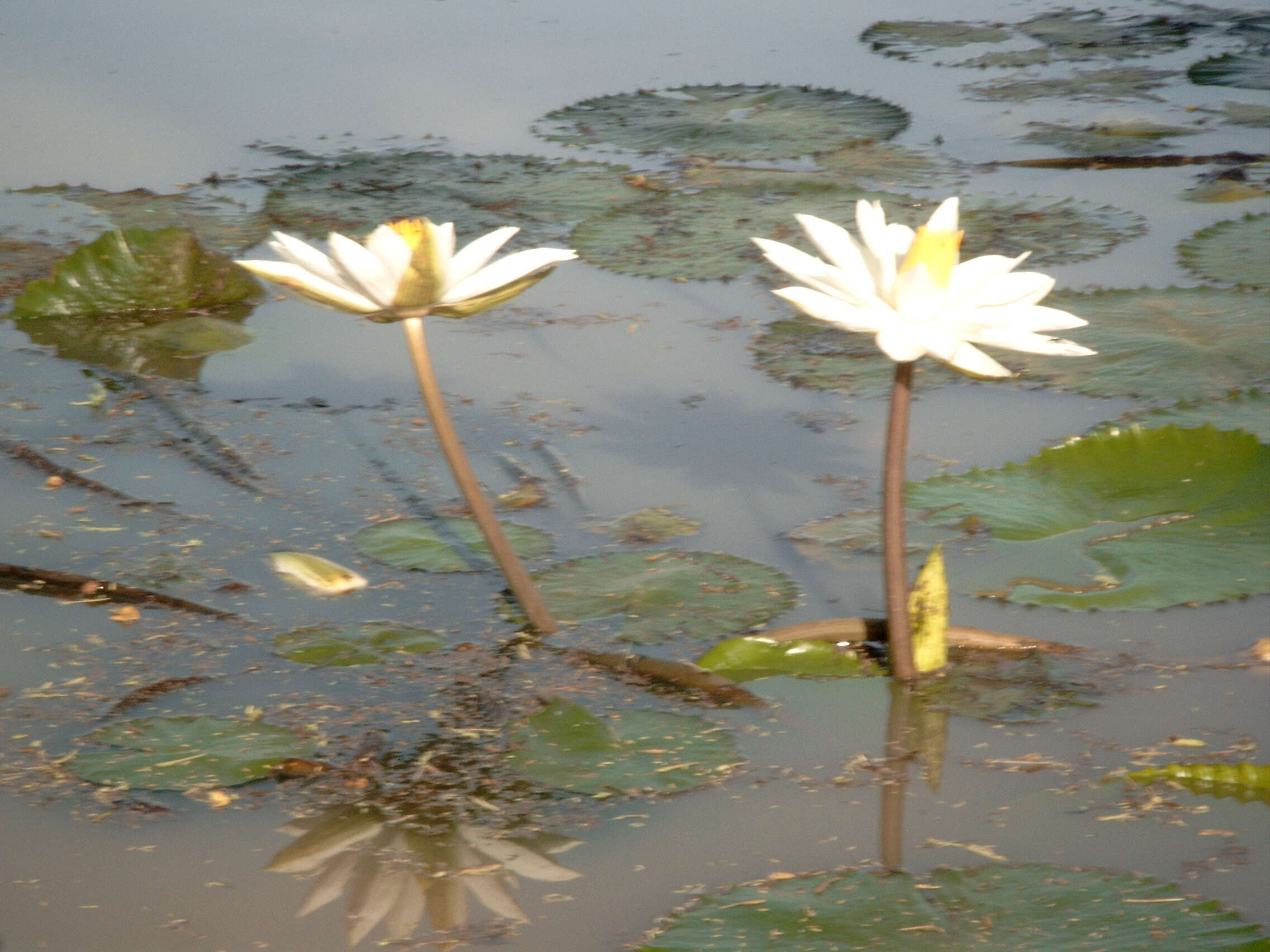 Image of Egyptian white water-lily