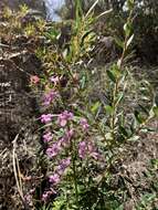 Image of Stylidium laricifolium Rich.