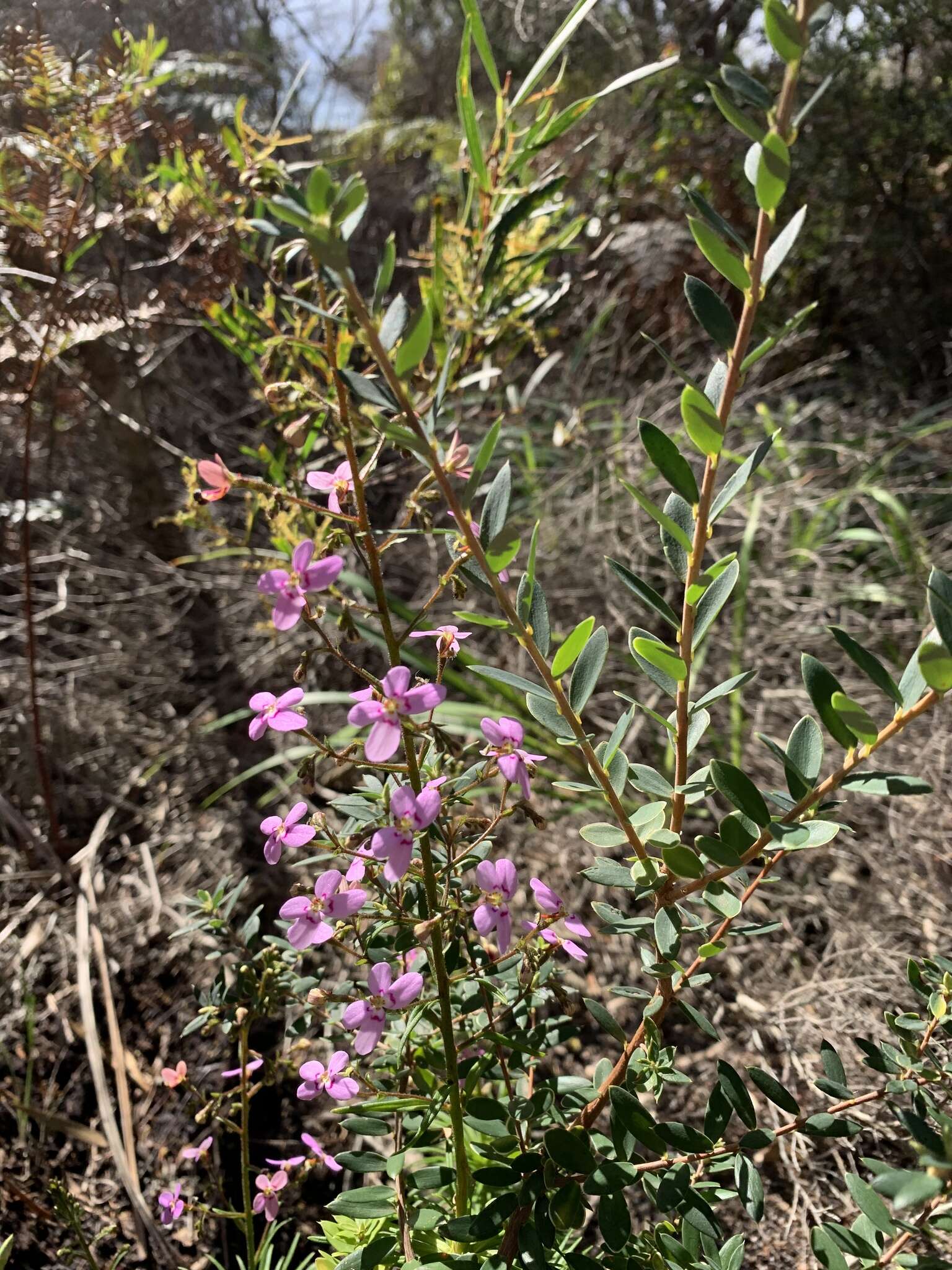 Image of Stylidium laricifolium Rich.