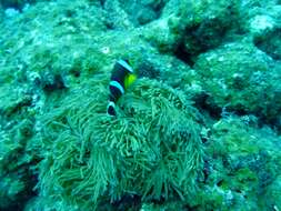 Amphiprion chrysogaster Cuvier 1830 resmi