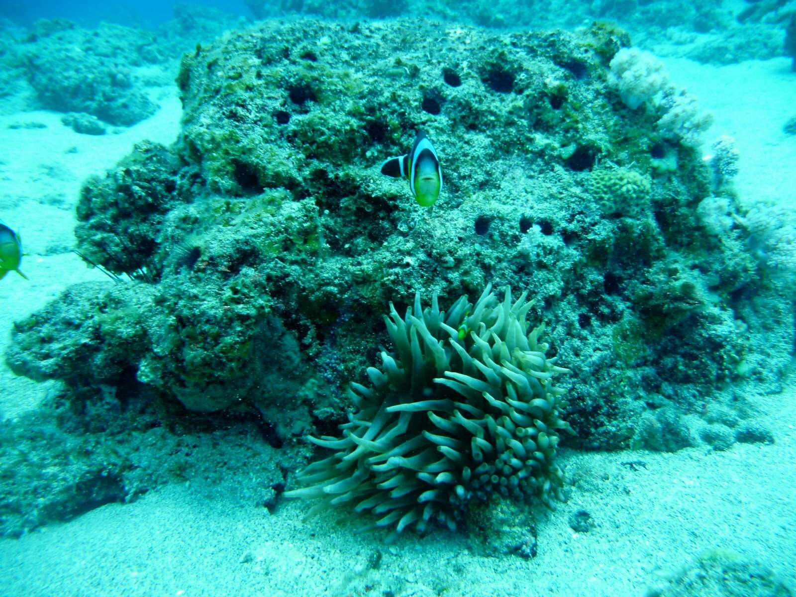 Image of Orange-fin anemonefish