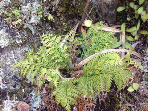 Image of Asplenium haurakiense (Brownsey) Ogle