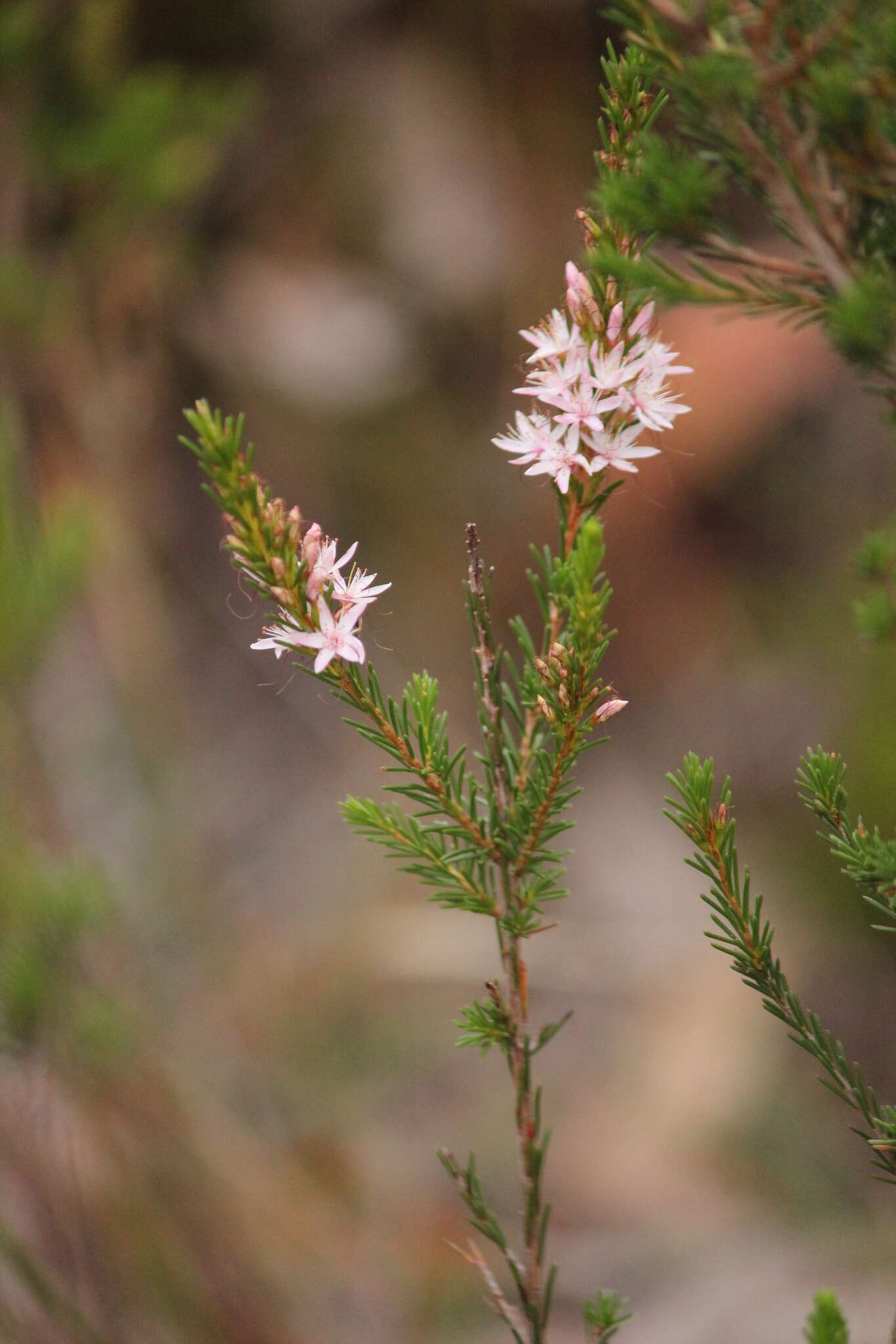 Image of Calytrix tetragona Labill.