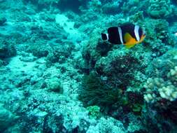 Image of Orange-fin anemonefish