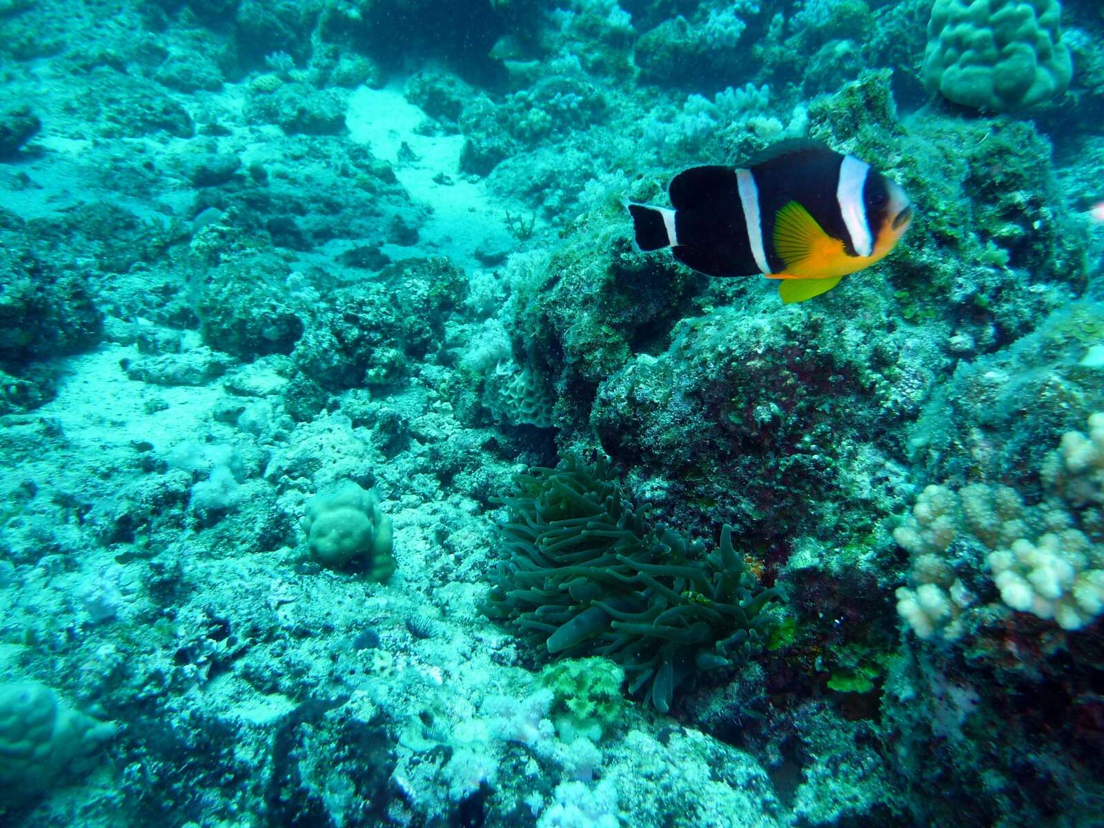 Amphiprion chrysogaster Cuvier 1830 resmi