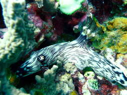 Image of Jorunna rubescens (Bergh 1876)