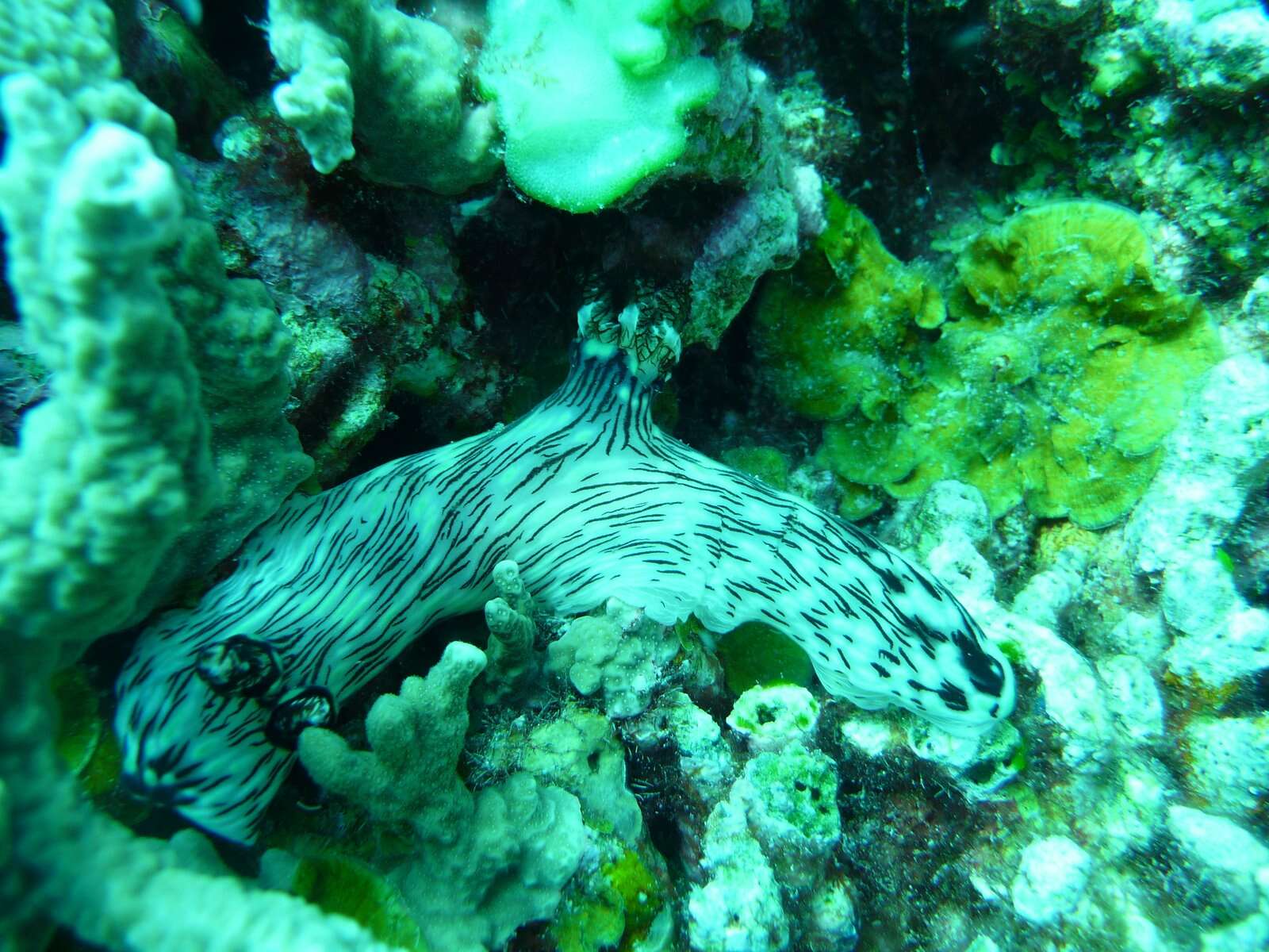 Image of Jorunna rubescens (Bergh 1876)