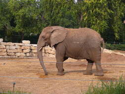 Image of African elephant