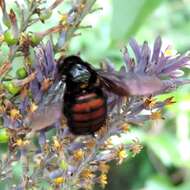 Plancia ëd Xylocopa nigrocincta Smith 1854