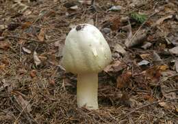 Imagem de Agaricus sylvicola