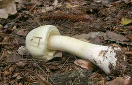 Imagem de Agaricus sylvicola