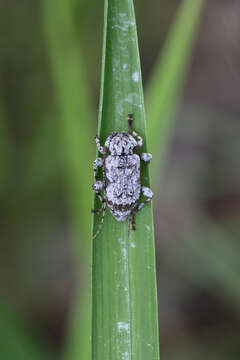 Image of Leptostylus asperatus (Haldeman 1847)