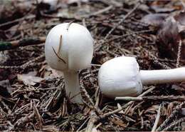 Imagem de Agaricus sylvicola