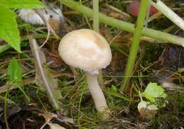 Plancia ëd Agrocybe praecox (Pers.) Fayod 1889