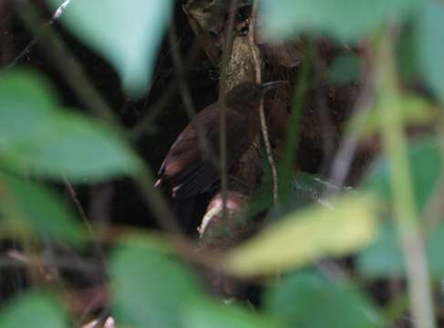 Image of Tawny-throated Leaftosser