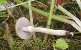 Plancia ëd Agrocybe praecox (Pers.) Fayod 1889