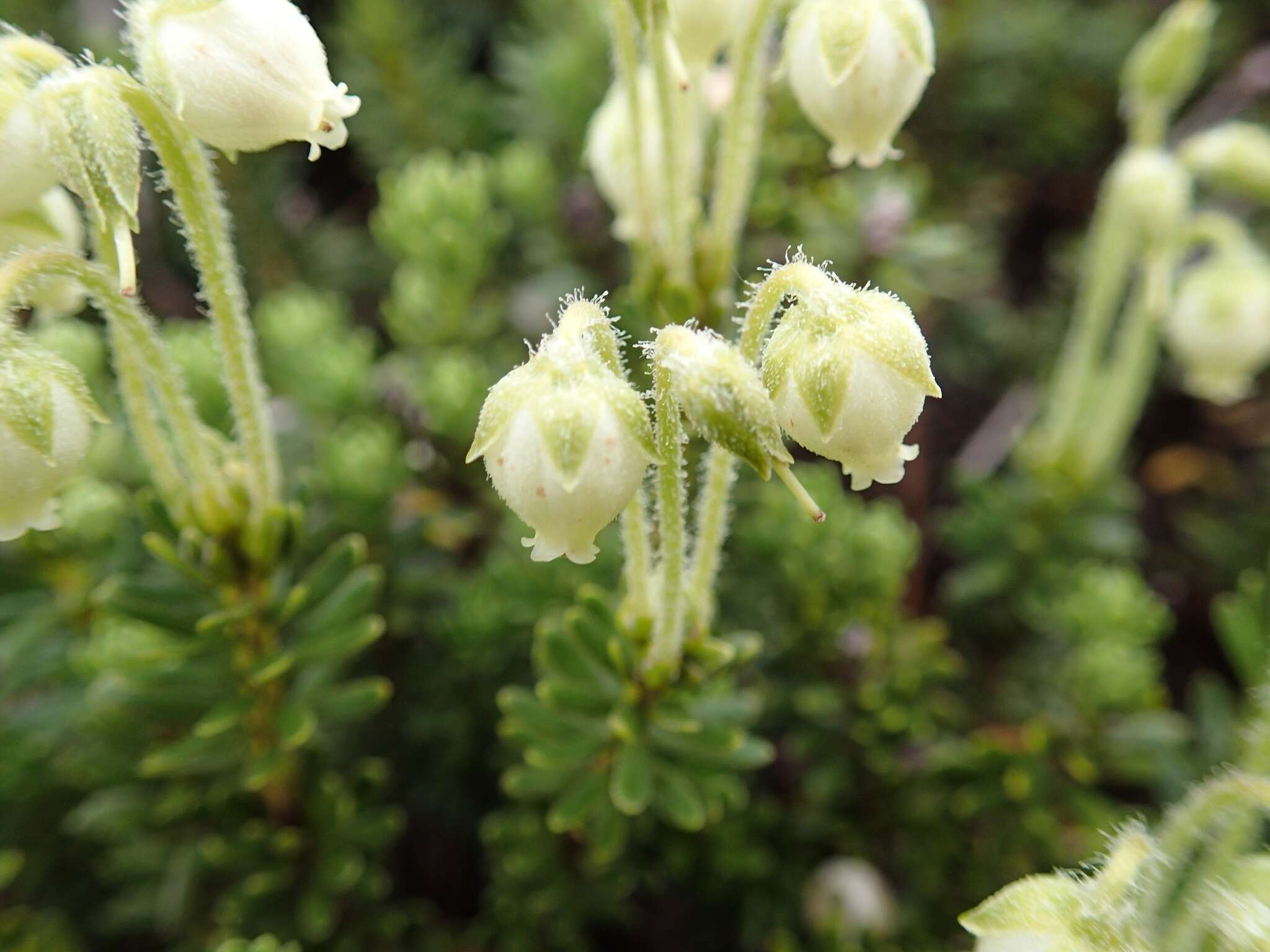 Image de Phyllodoce glanduliflora (Hook.) Coville