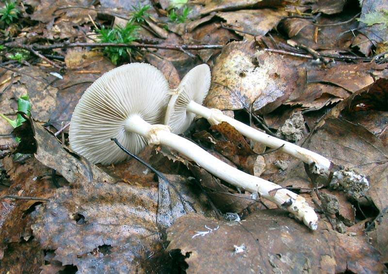 Image of Agrocybe praecox (Pers.) Fayod 1889