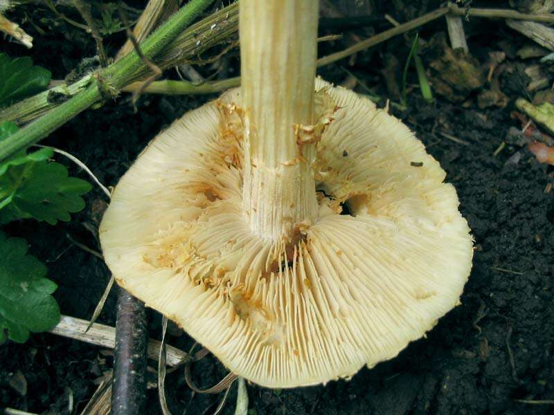 Plancia ëd Agrocybe praecox (Pers.) Fayod 1889