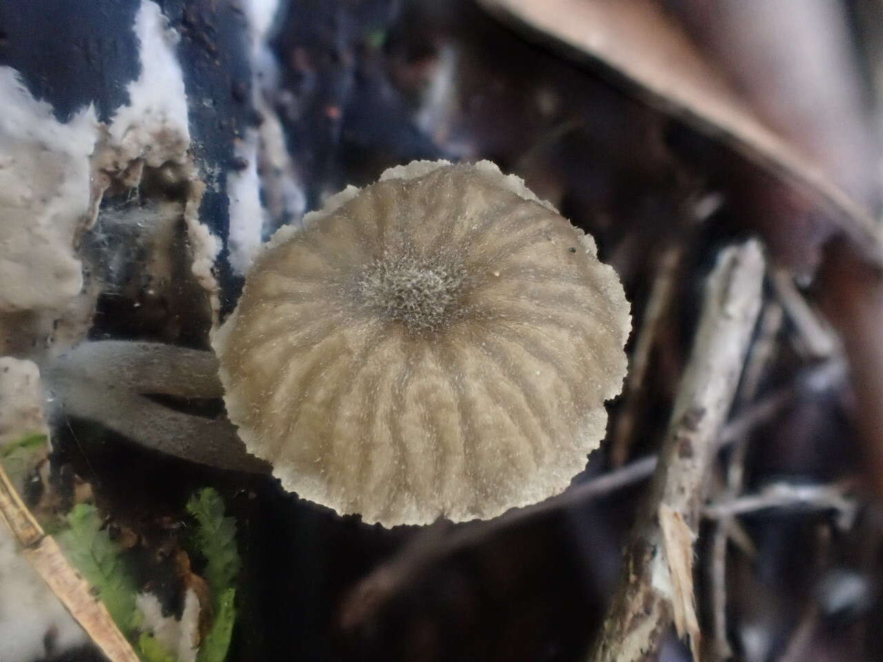 Image of Entoloma austrorhodocalyx G. M. Gates & Noordel. 2007