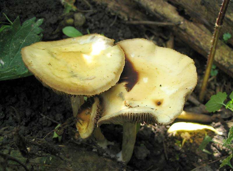 Plancia ëd Agrocybe praecox (Pers.) Fayod 1889