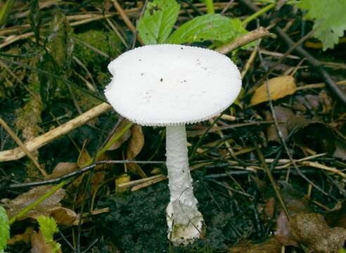 Image of Amanita vaginata (Bull.) Lam. 1783