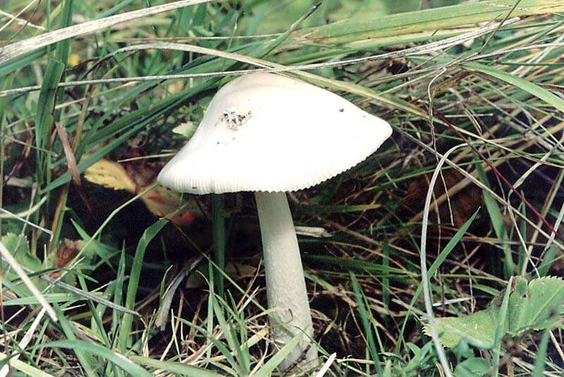 Image of Amanita vaginata (Bull.) Lam. 1783