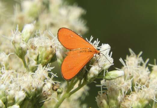 Plancia ëd Eudulophasia invaria Walker 1854