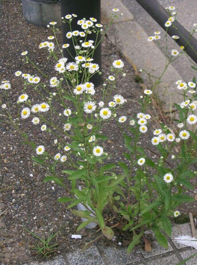 Image of eastern daisy fleabane