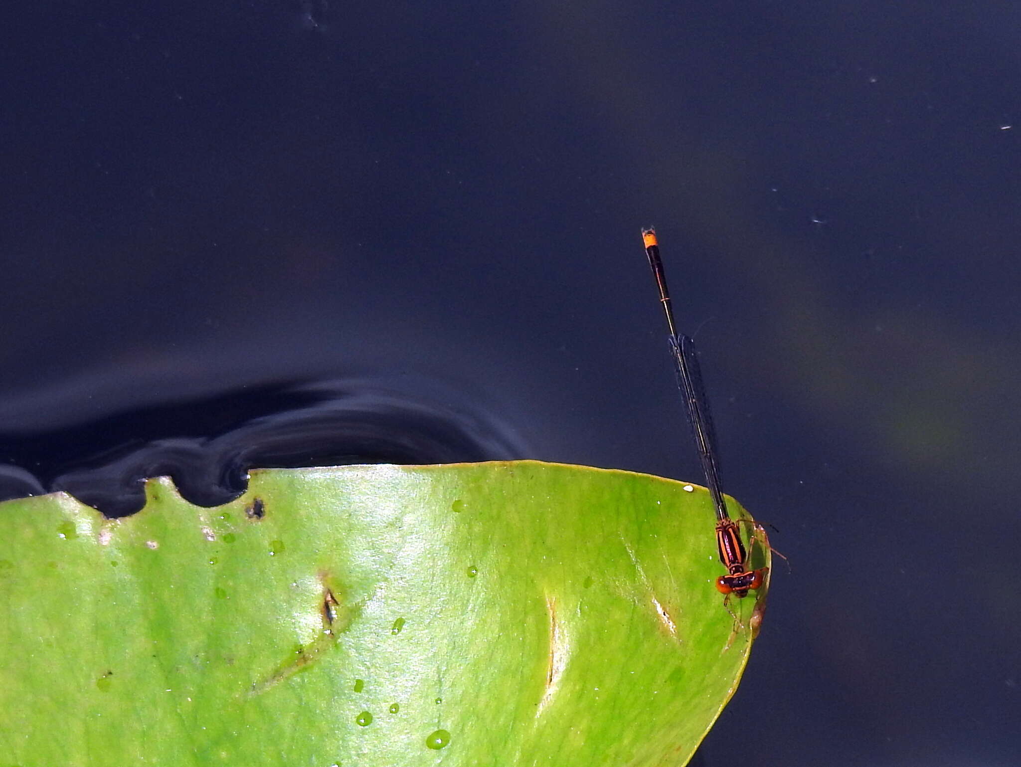 Image of Florida Bluet