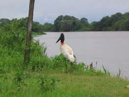 Image of Jabiru Hellmayr 1906