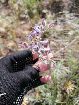 Imagem de Geranium linearilobum DC. ex Lam. & DC.