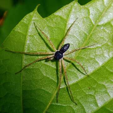 صورة Philodromus dispar Walckenaer 1826