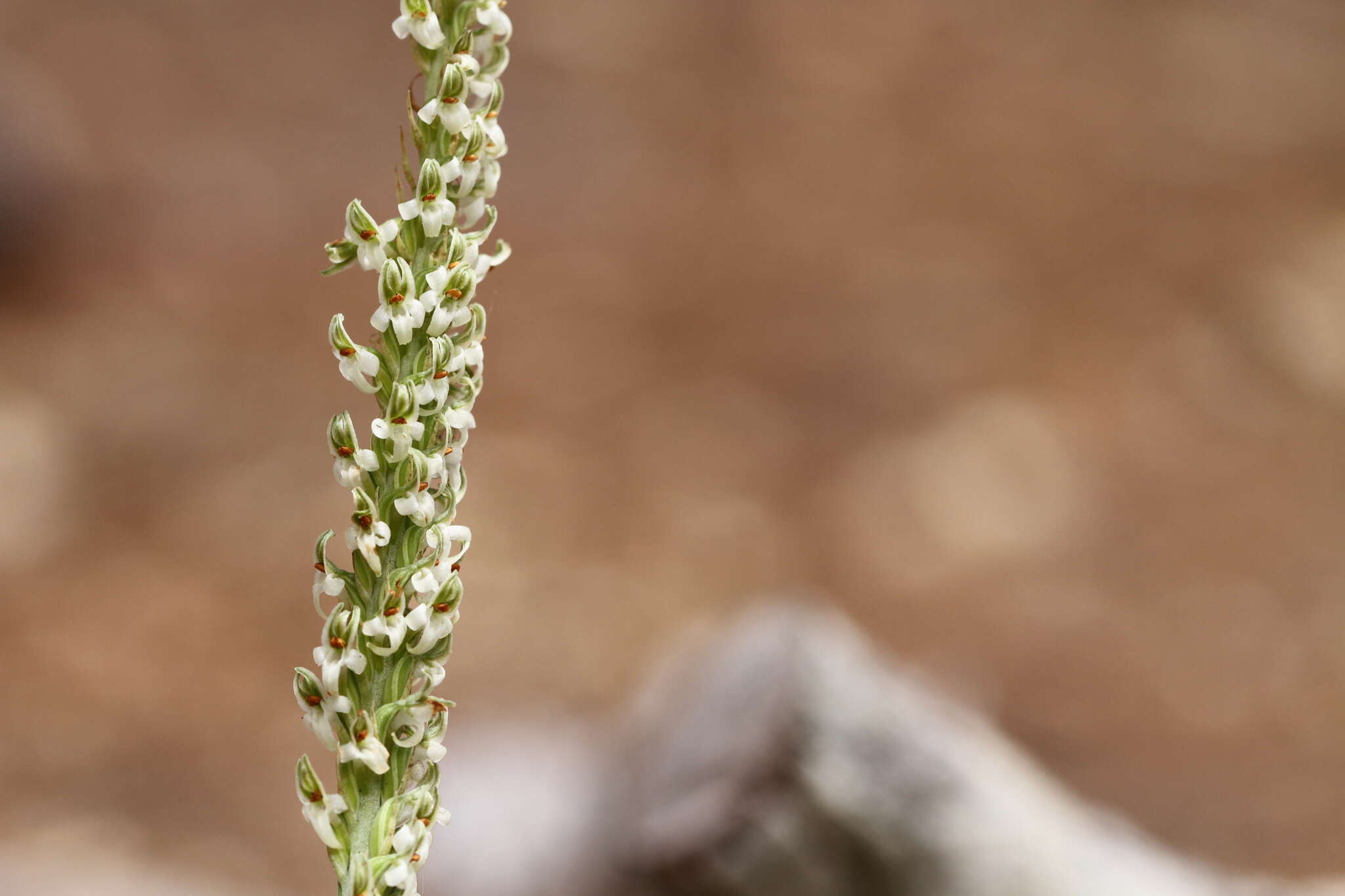 Platanthera yadonii (Rand. Morgan & Ackerman) R. M. Bateman resmi