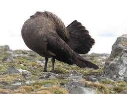 Image of South Polar Skua