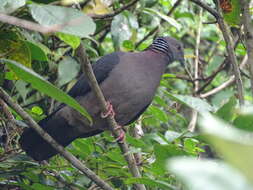 Image of Ceylon Wood-Pigeon