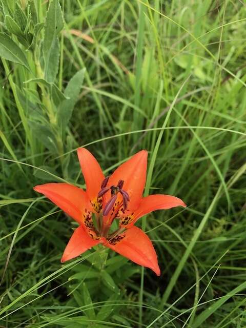 Lilium philadelphicum L. resmi