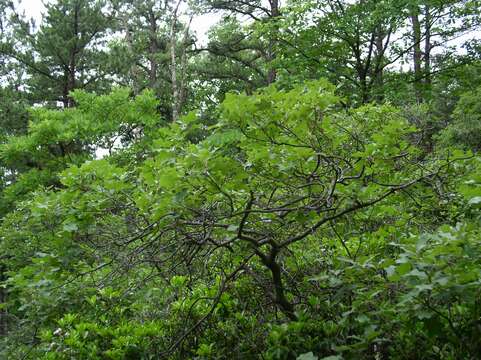 Image de Quercus ilicifolia Wangenh.